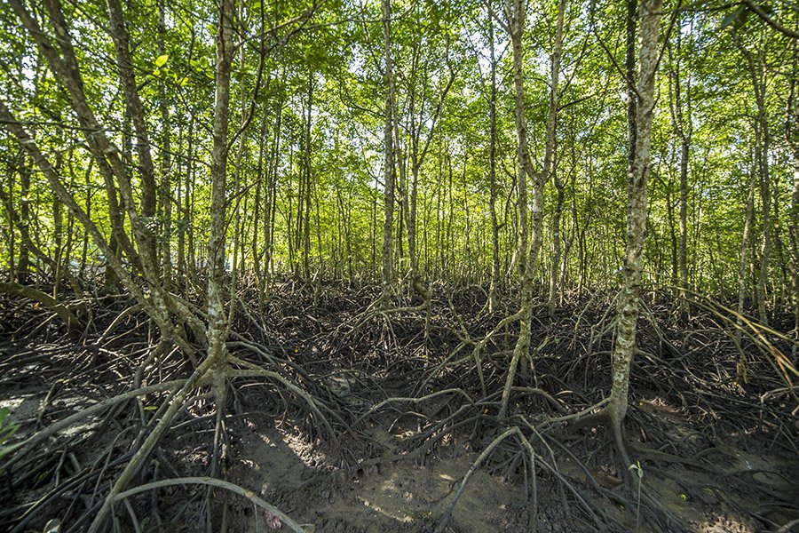Kilim Geoforest Park