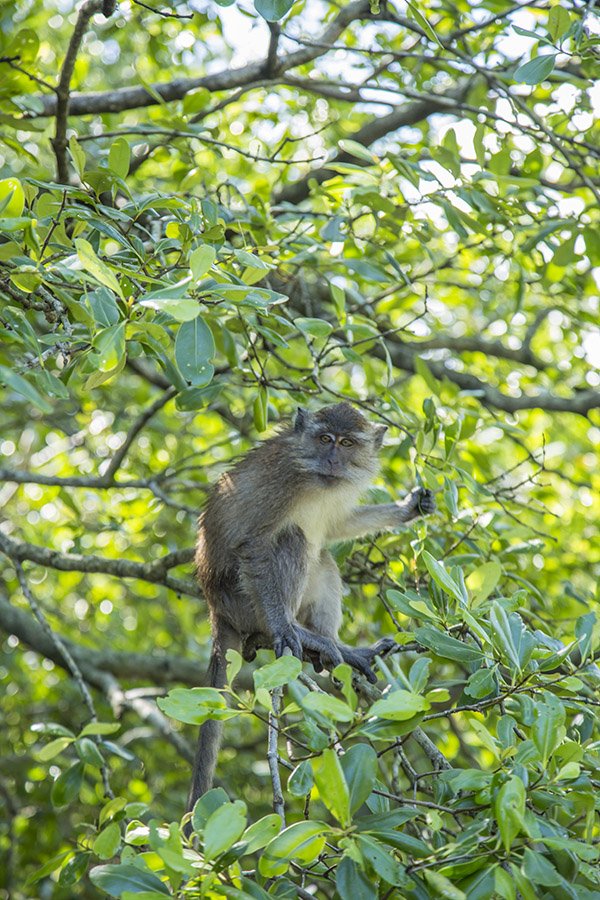 Kilim Geoforest Park