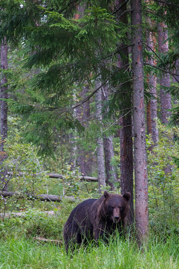 Bear watching Estonia