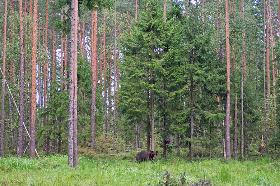 Bear watching Estonia