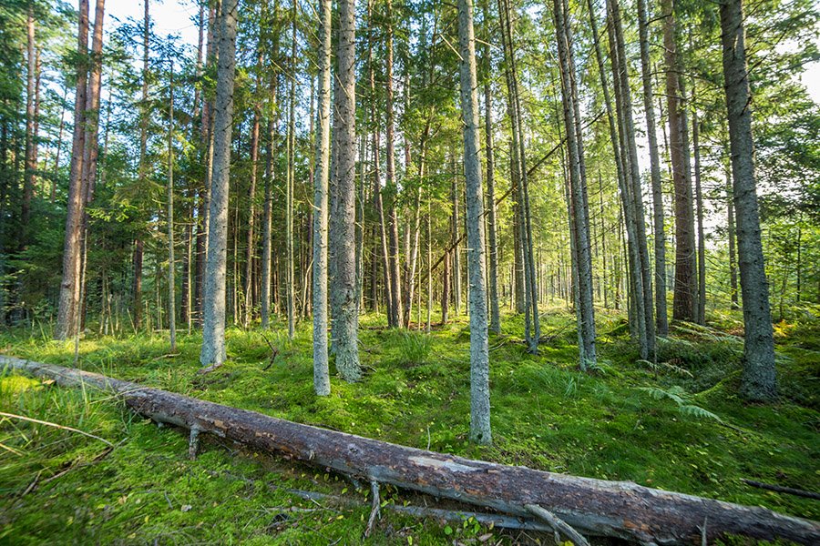 Bear watching Estonia
