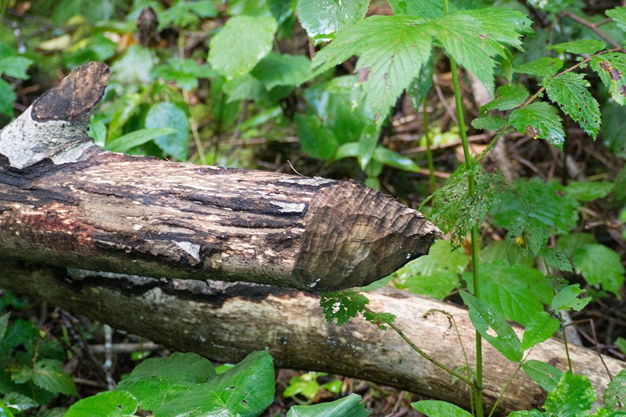 Soomaa National Park