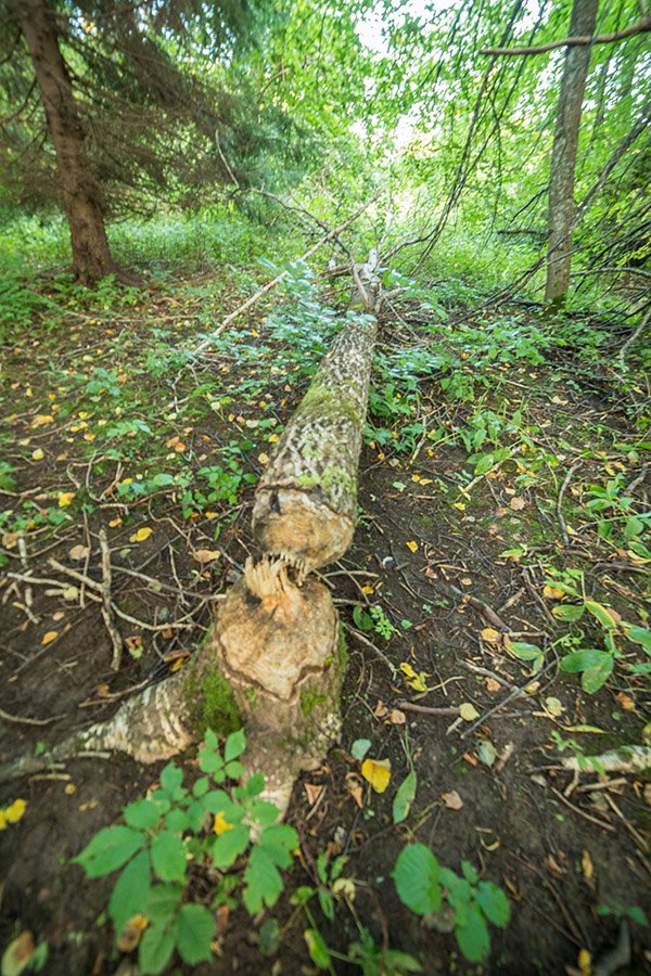 Soomaa National Park
