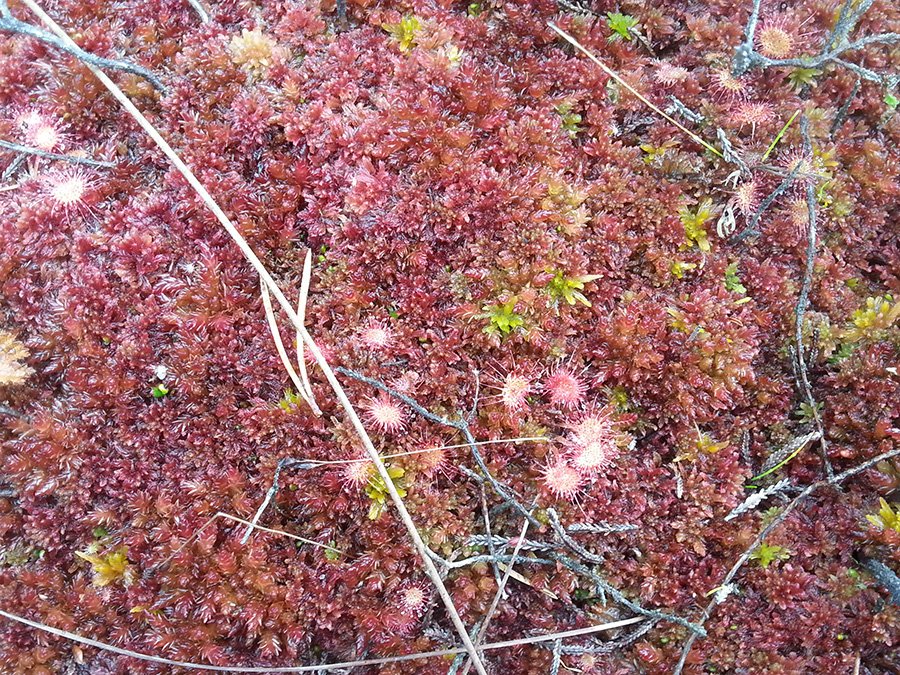 Soomaa National Park