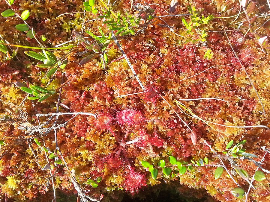 Soomaa National Park