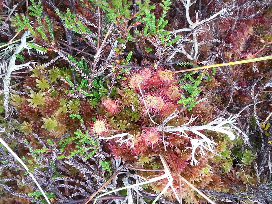 Soomaa National Park