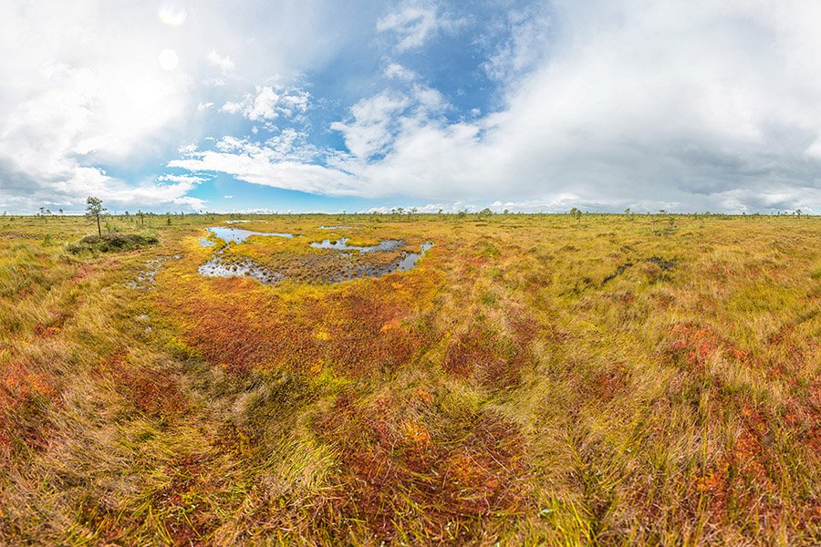 Soomaa National Park Bog Walking