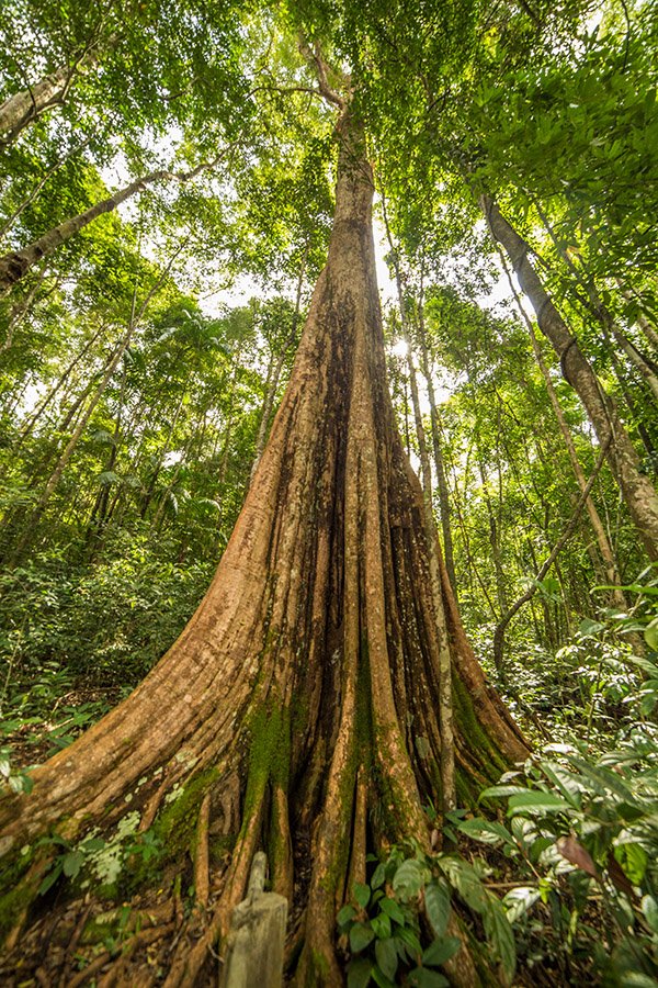 Koh Chang Jungle Trekking
