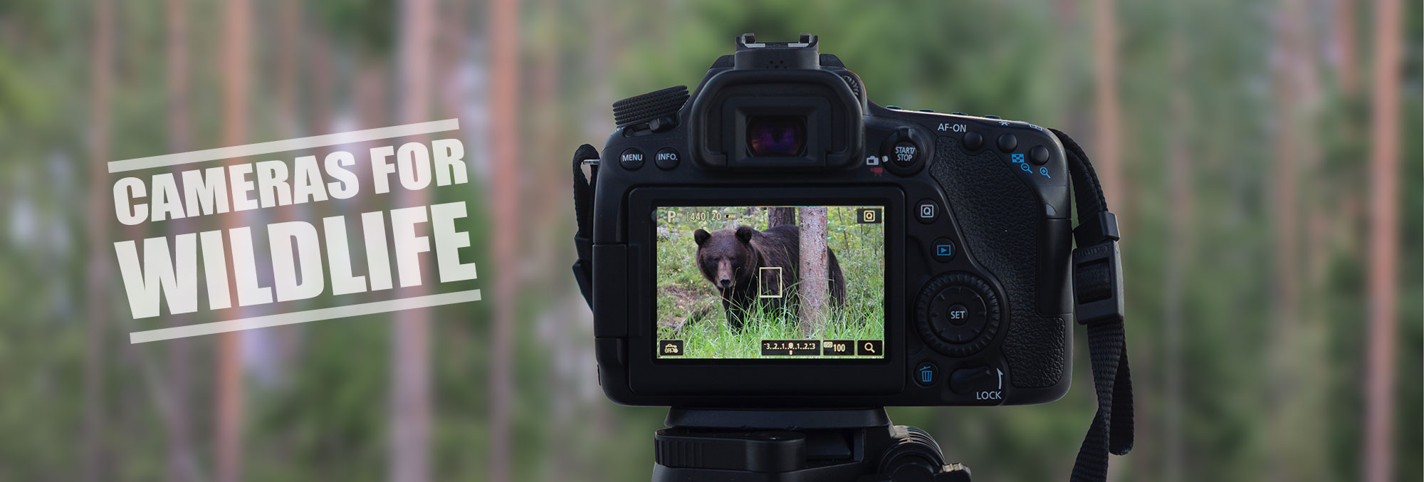 Best Camera for Wildlife Photography - Reviews and Guide