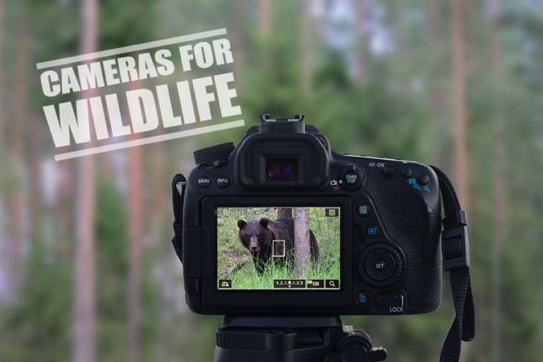 Best Camera for Wildlife Photography - Reviews & Guide