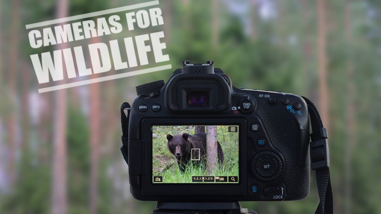 Best Camera for Wildlife Photography - Reviews & Guide