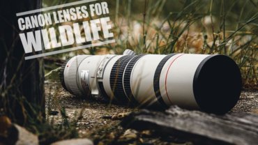 Best Canon Lenses for Wildlife Photography- The Ultimate Guide