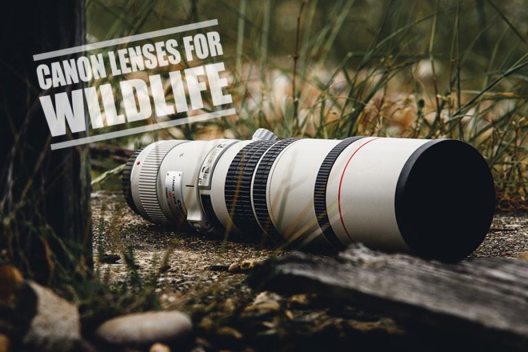 Best Canon Lenses for Wildlife Photography- The Ultimate Guide