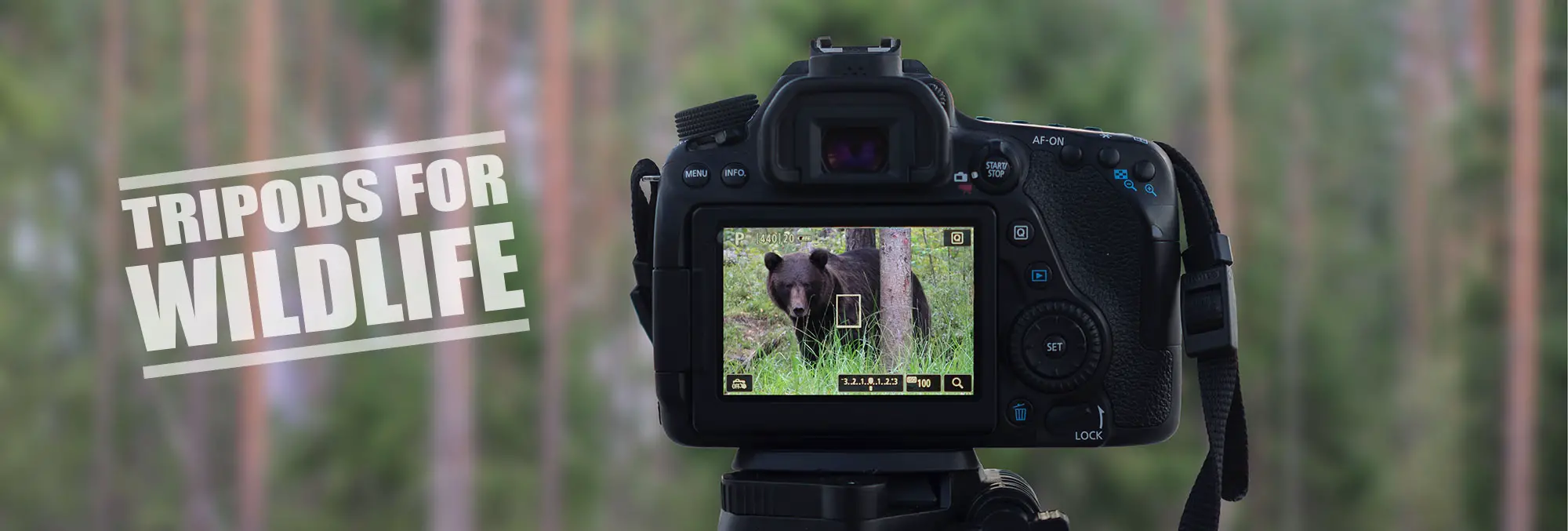 Best Tripod for Wildlife Photography - Our 5 Top Picks