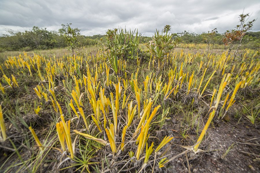 Brocchinia reducta
