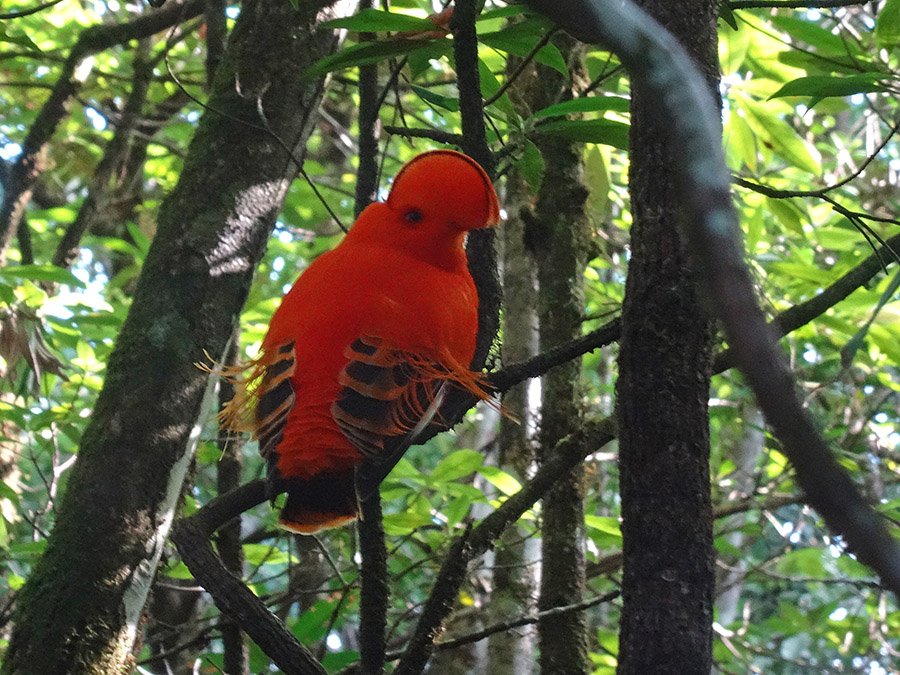 how to get to kaieteur falls