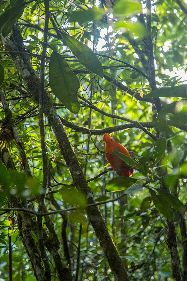 how to get to kaieteur falls