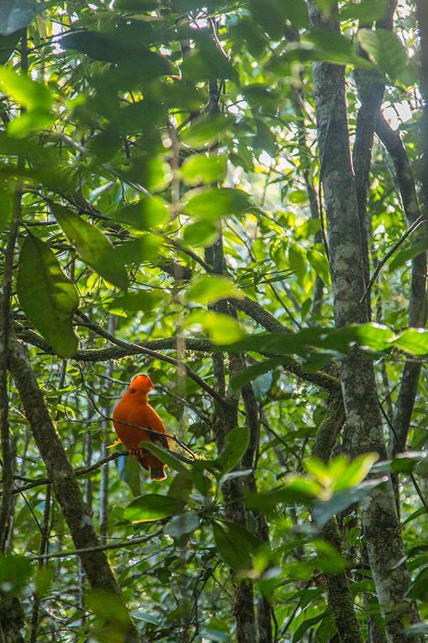 how to get to kaieteur falls