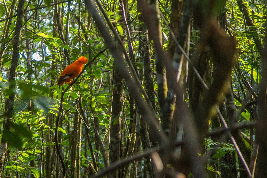 how to get to kaieteur falls