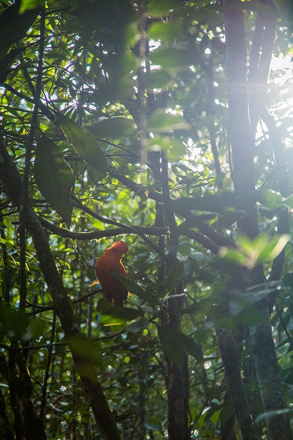 how to get to kaieteur falls