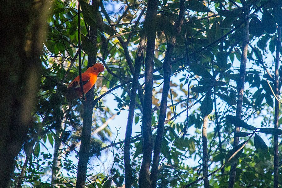 how to get to kaieteur falls