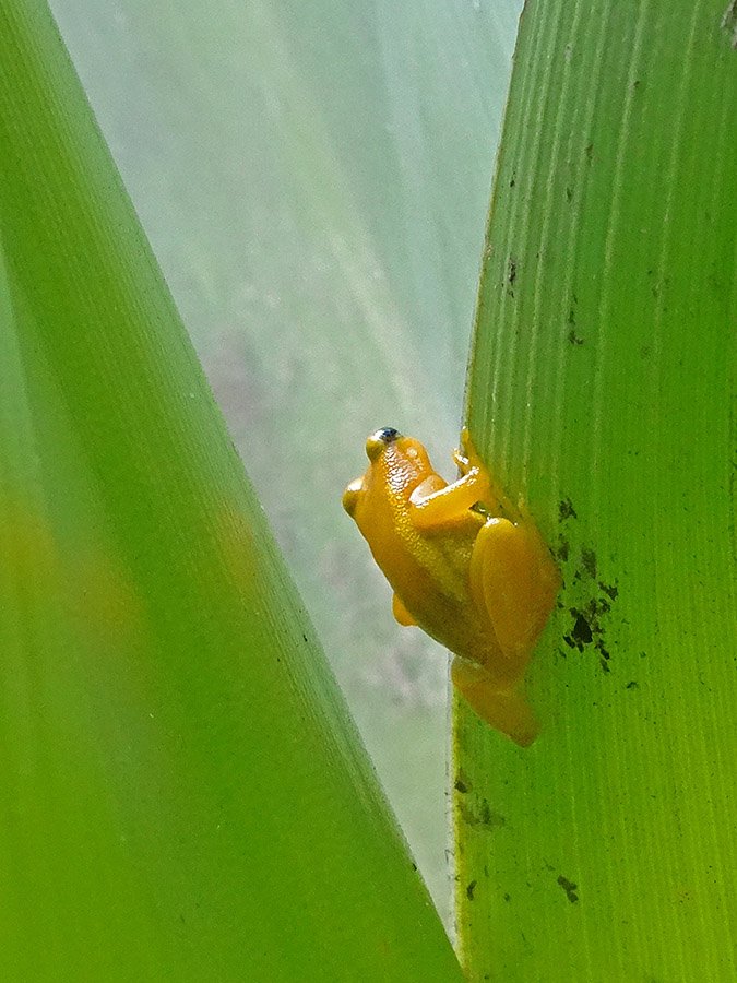 how to get to kaieteur falls