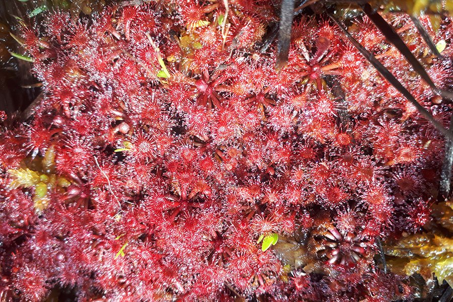 Kaieteur sundews