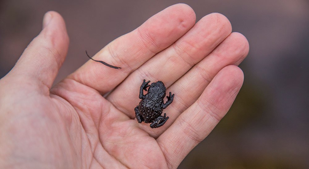 Roraima Black Frog