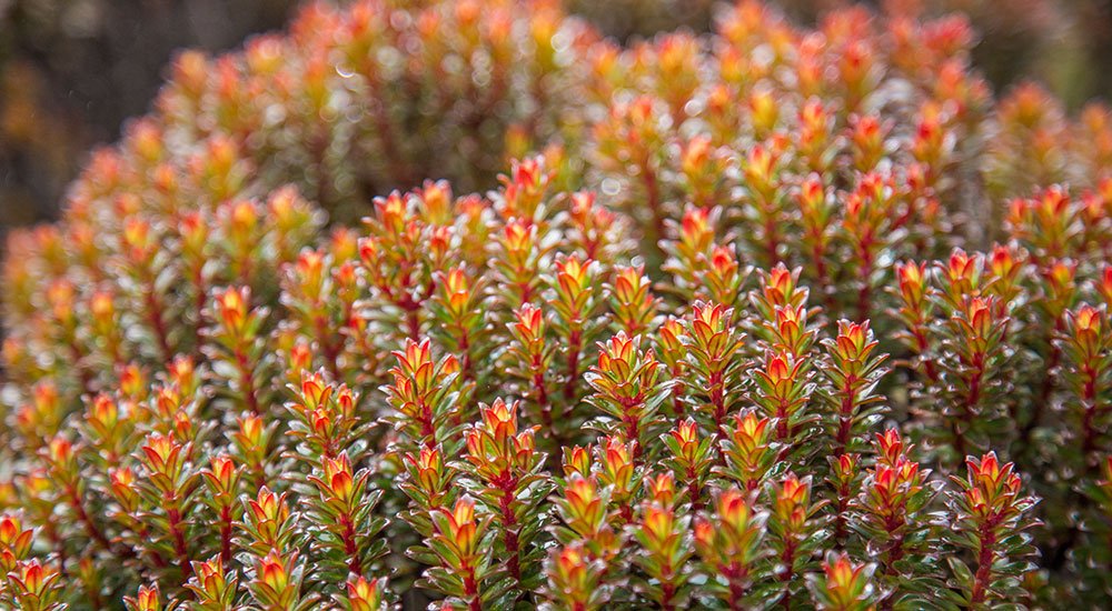 Roraima Bonnetia Plant