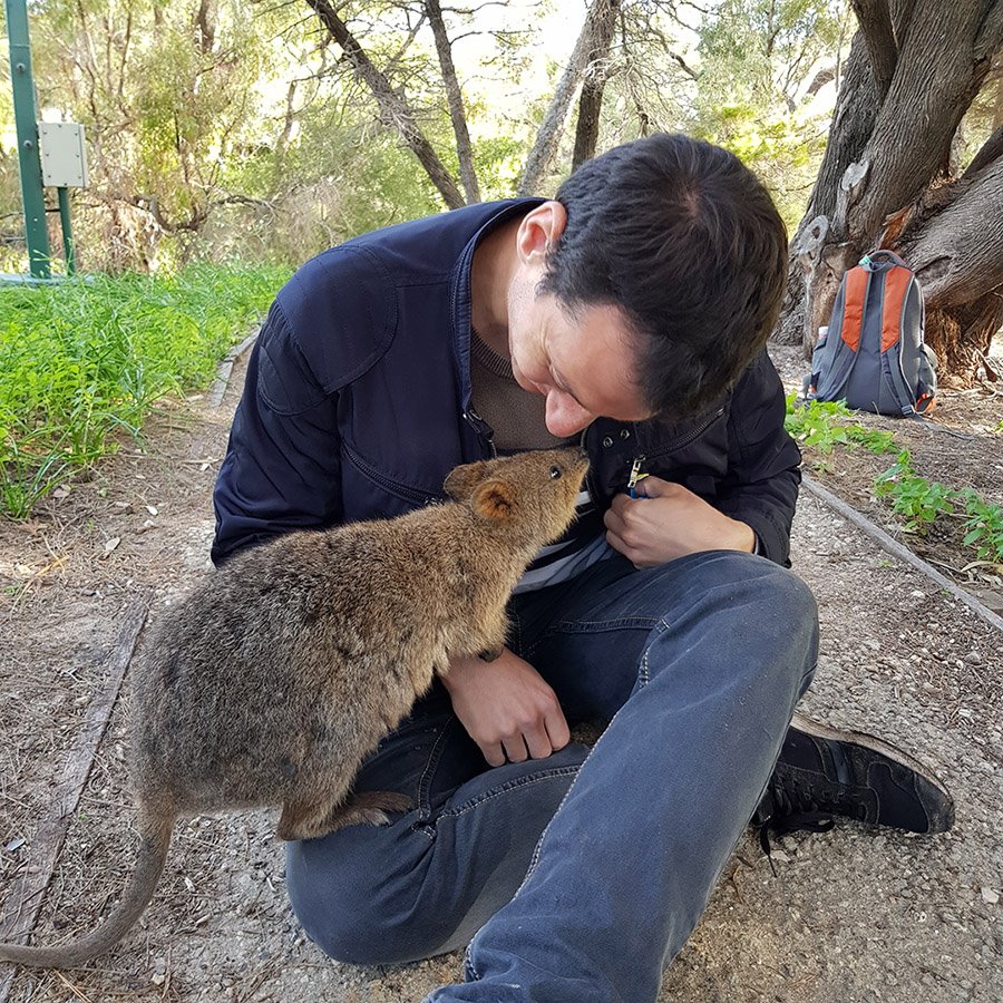 Rottnest Island Quokkas