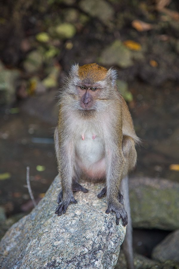 Macaque monkey