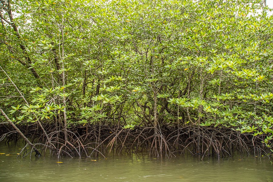 Kilim mangroves