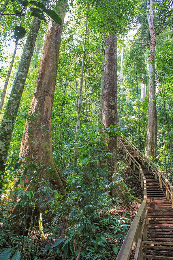 Ulu Temburong National Park