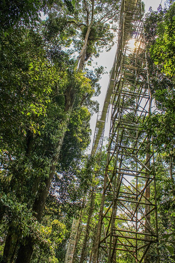 Ulu Temburong National Park