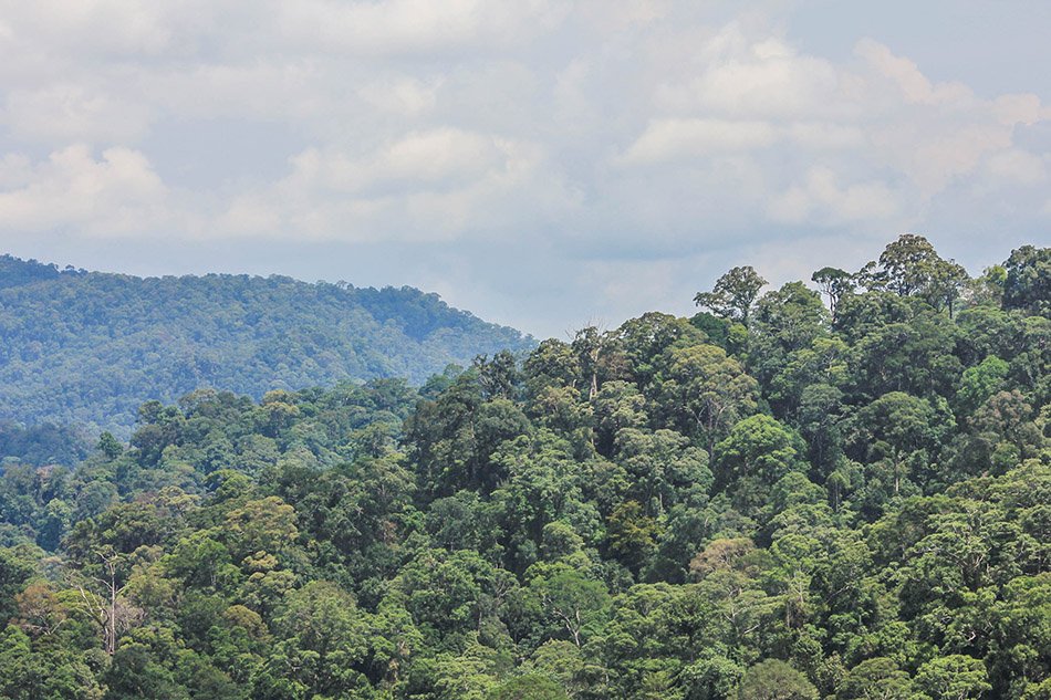Ulu Temburong National Park