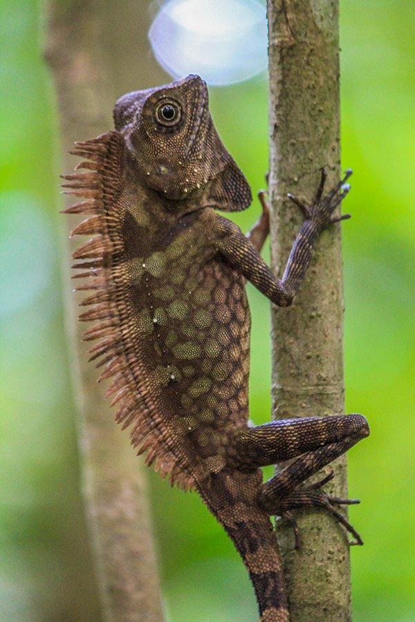Bukit Patoi Forest Dragon