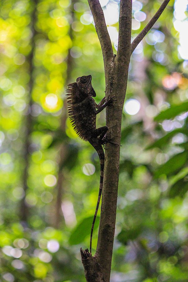 Bukit Patoi Forest Dragon