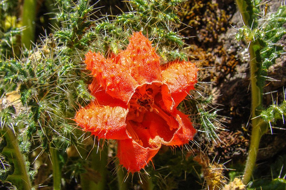 Tunari Peak Caiophora chuquitensis flower