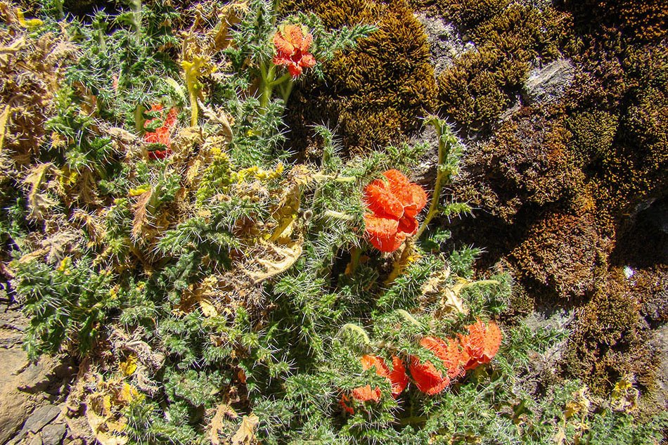 Tunari Peak Caiophora chuquitensis