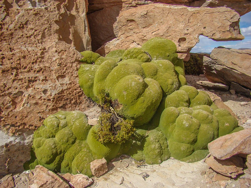 Valle de las Rocas Yareta