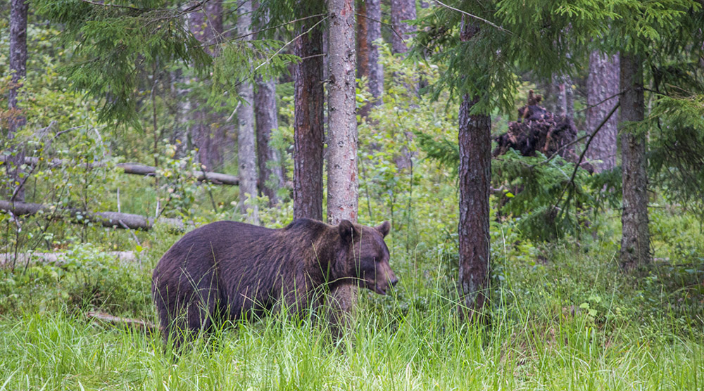 Estonia - Bears