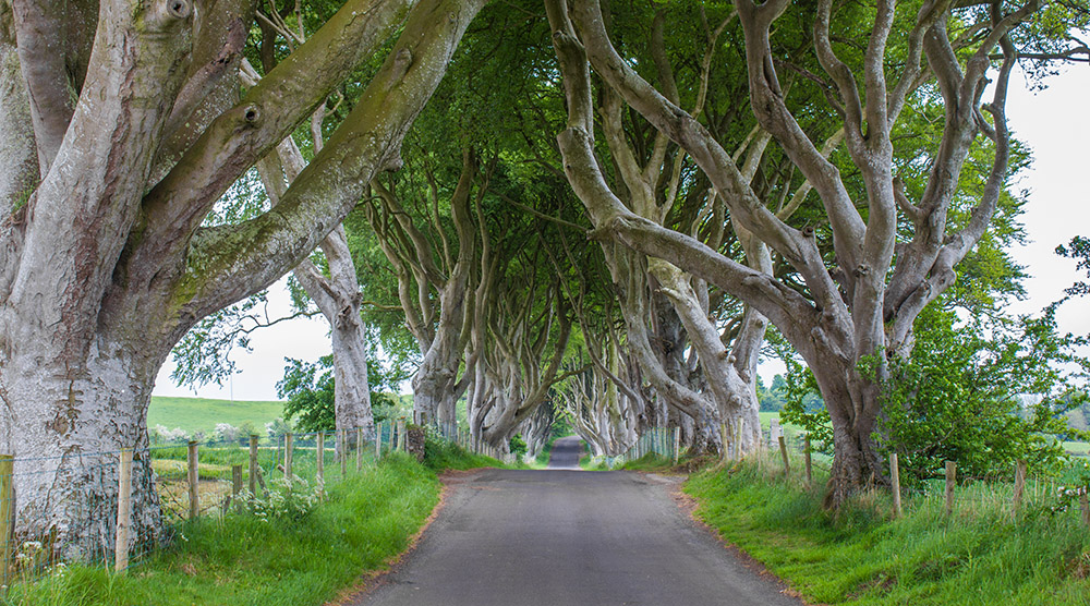 Dark Hedges
