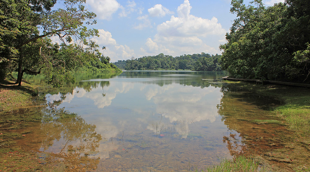 Singapore - MacRitchie