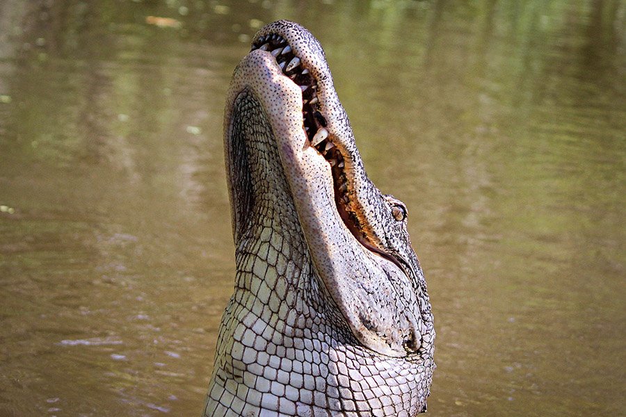 Alligator friendly 2
