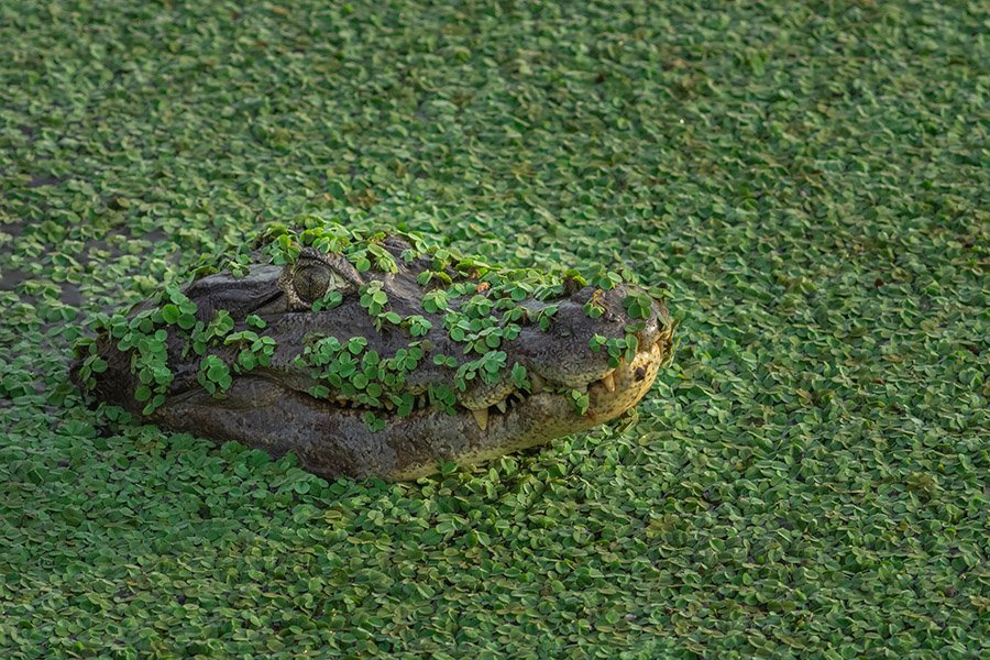 Alligator in plants