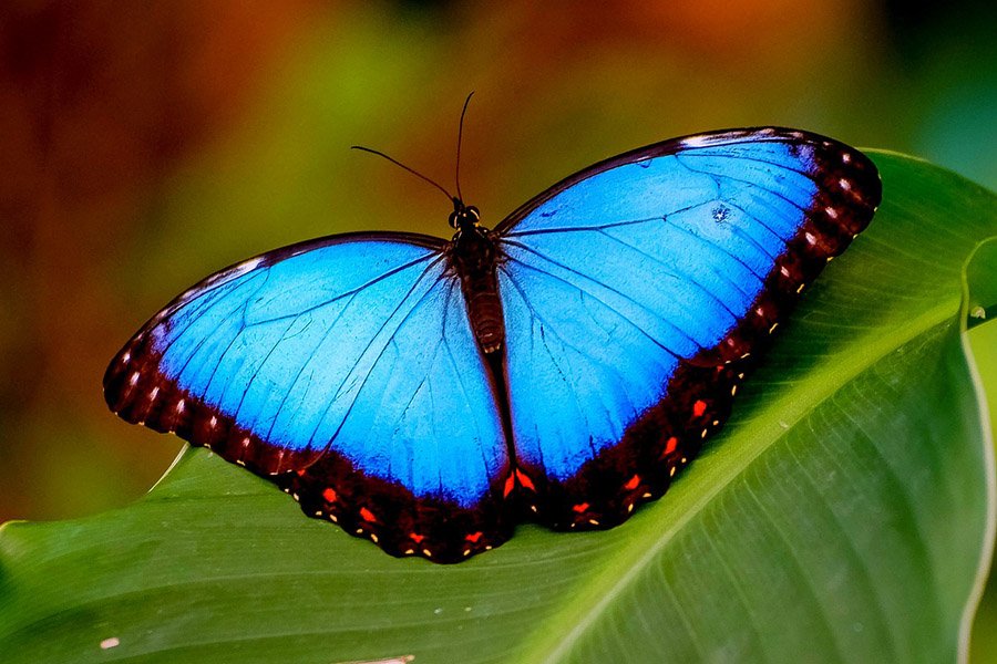 Animales Azules - Mariposa Morpho Azul