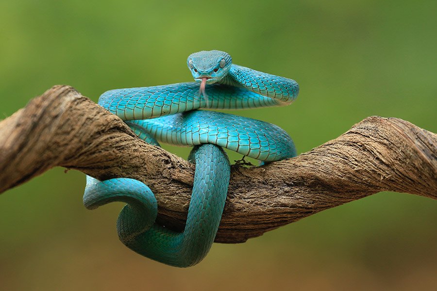 Animales Azules - Serpiente Víbora Azul