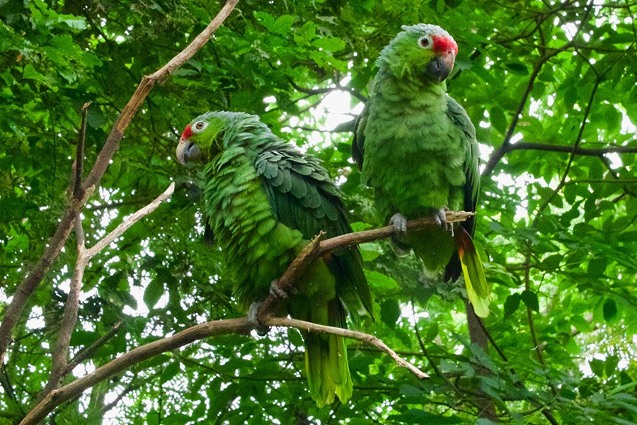 Green animals - Amazon Parrots
