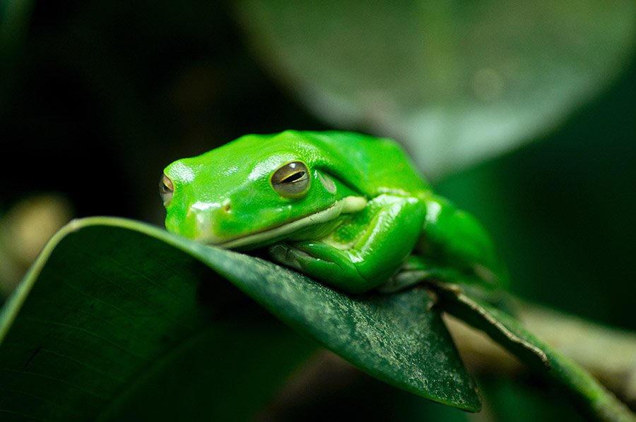 Green animals - American Green Tree Frog