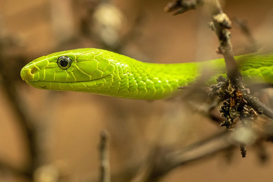 Green animals - Eastern Green Mamba